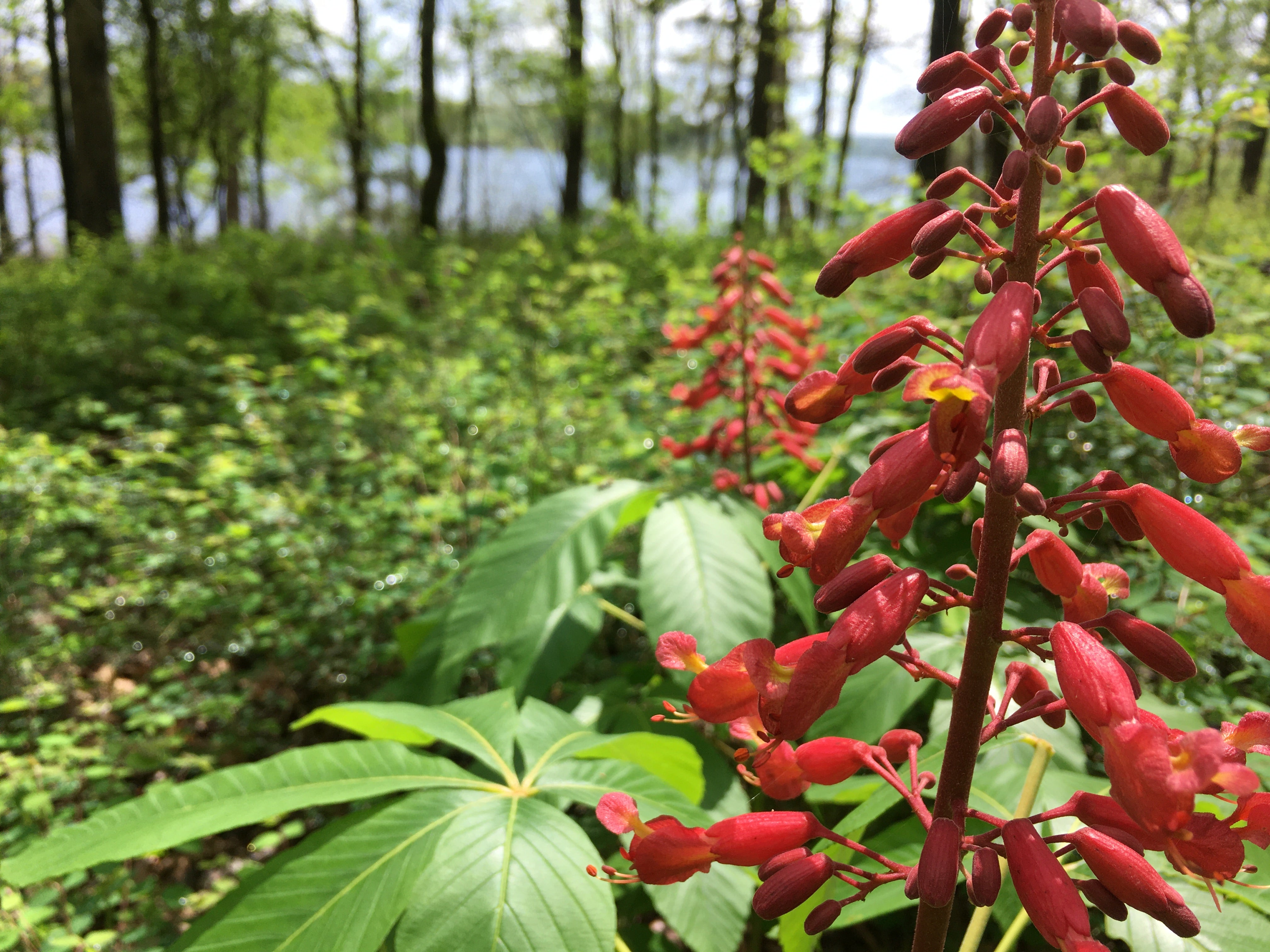 red buckeye, a vertical stalk of red blossoms above large green leaves